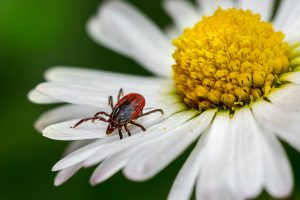  lyme disease prevention with natural tick repellent