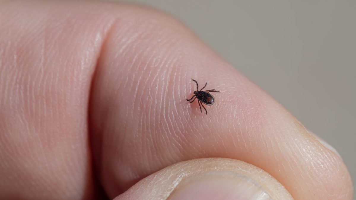 ticks come in many sizes but nearly all can carry tick-borne diseases