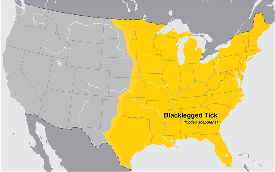 more than lyme, blacklegged deer ticks carry many diseases